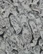 Polished Precambrian Stromatolite - Siberia #57588-1